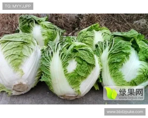 白菜网白嫖攻略：如何在白菜网获取更多免费资源